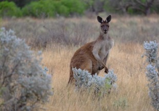 Kangaroo Island e Aadelaide Kangaroo Island