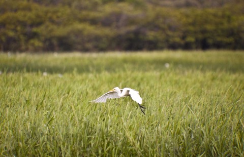 Kakadu