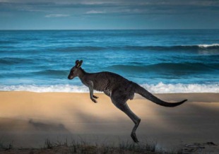 Kangaroo Island e Adelaide