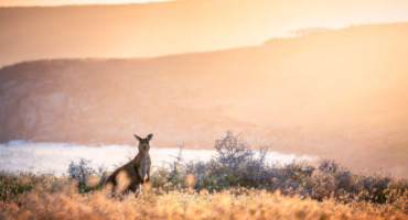 australia classica