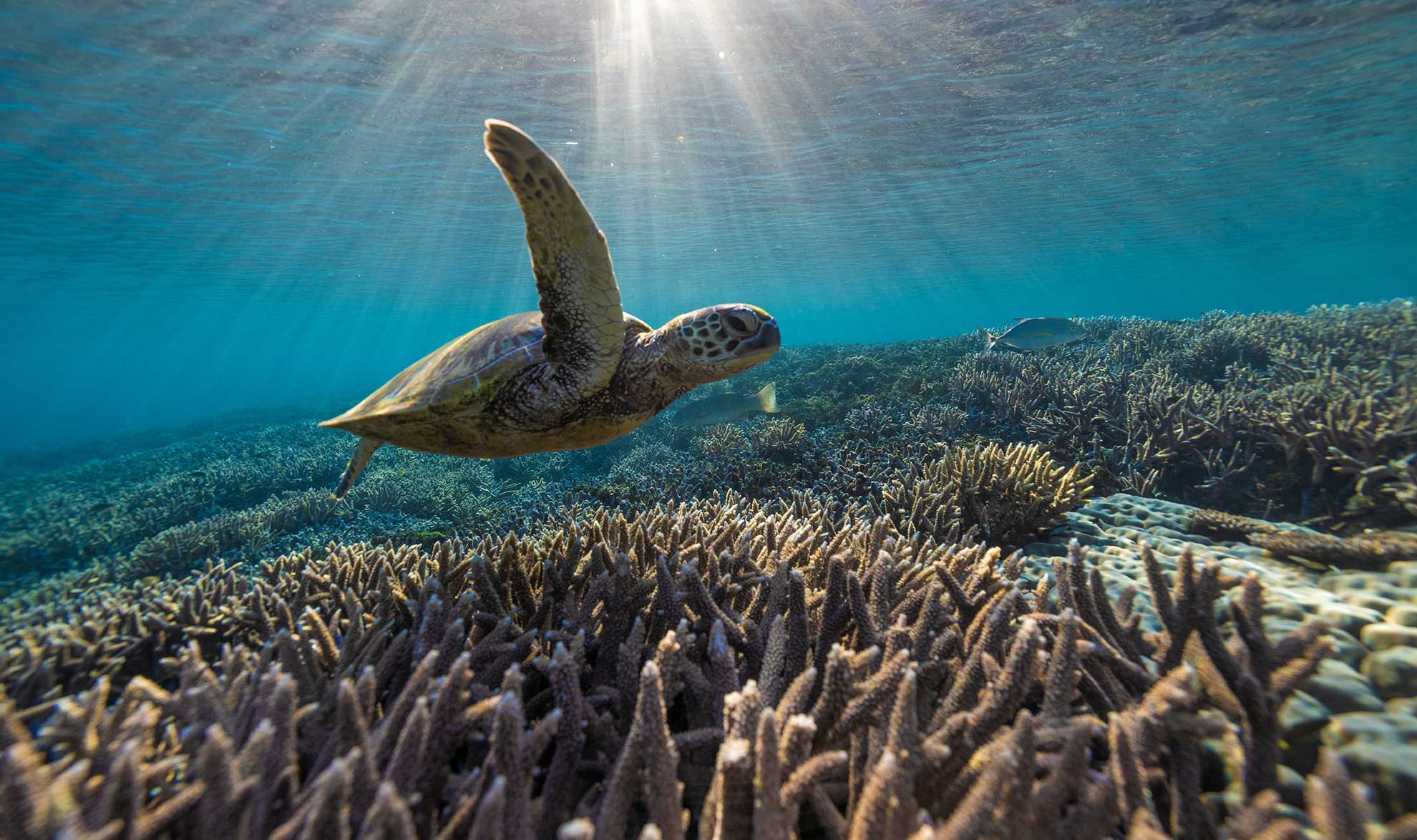 queensland tropical great barrierr reef