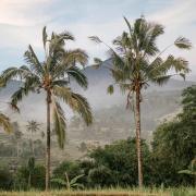 Giappone e Bali