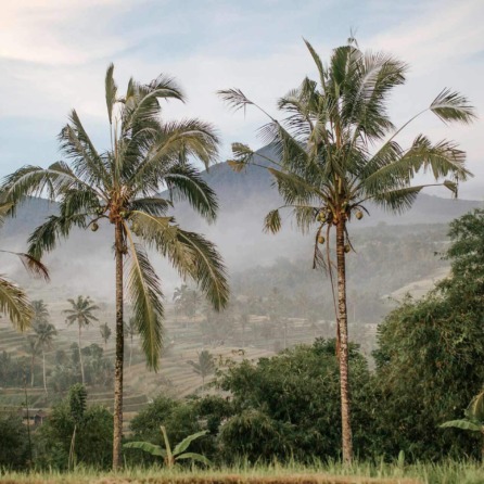 Giappone e Bali