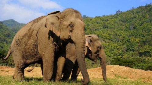 Eco Elephant Sanctuary Eco Elephant Sanctuary