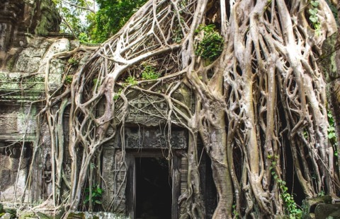 Ta Prohm Cambogia Explorer Ta Prohm Cambogia Explorer