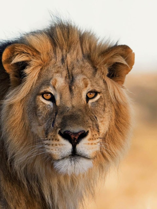 Best of South Africa