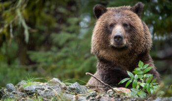 ORSO grizzly