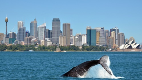 whale watching Sydney Sydney