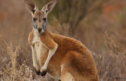 Australia
