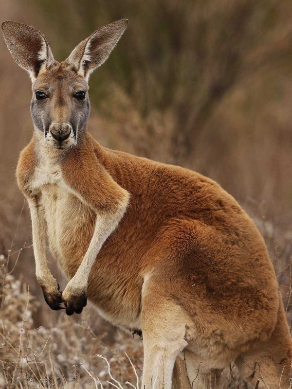 Australia