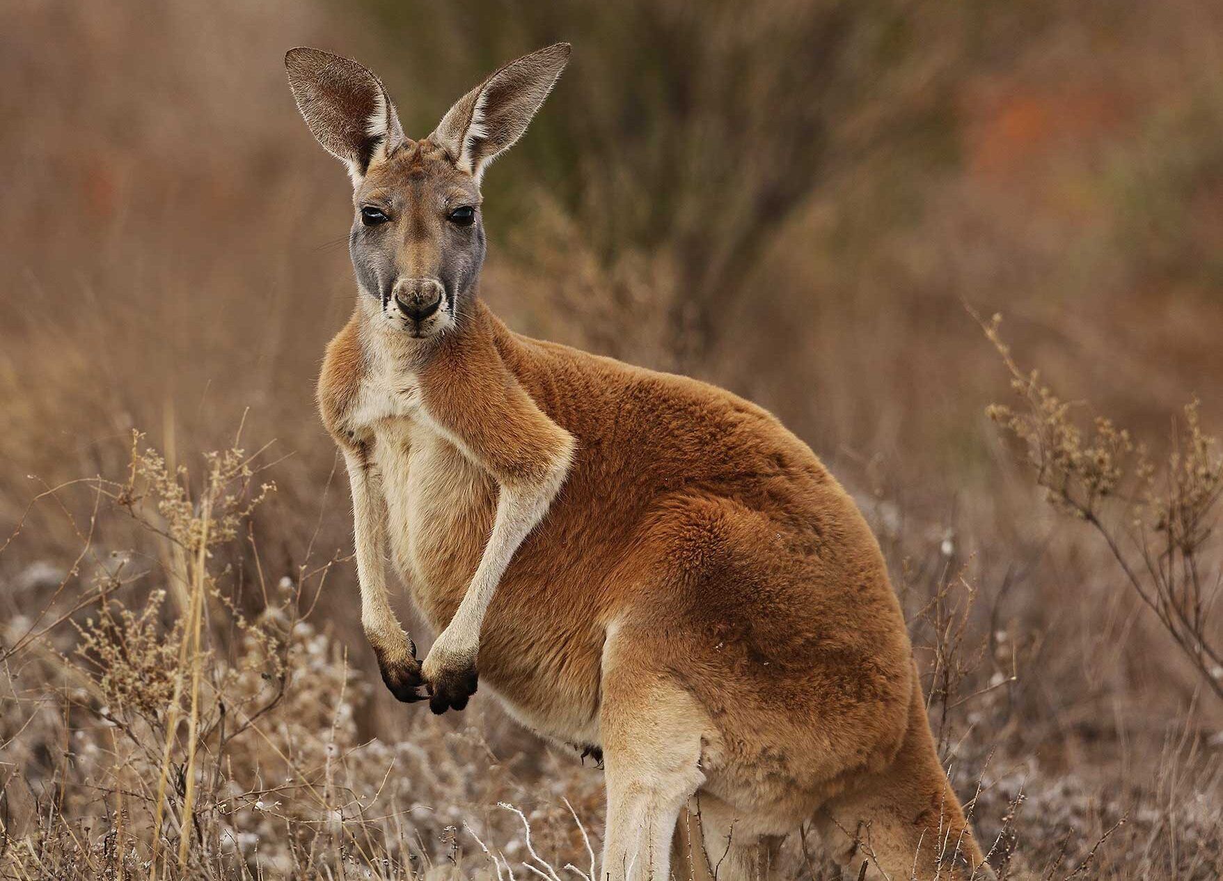 Australia