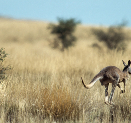 Australia Traveller