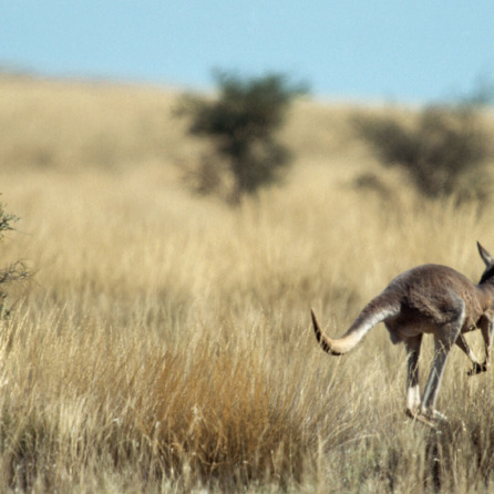 Australia Traveller