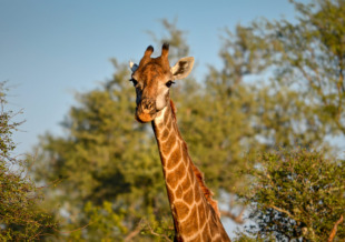 02ST33-IM0202-makalali-safari