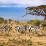 SUDAFRICA E MAURITIUS