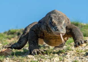 komodo