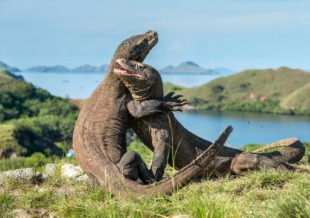 komodo