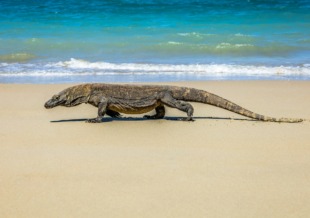 komodo