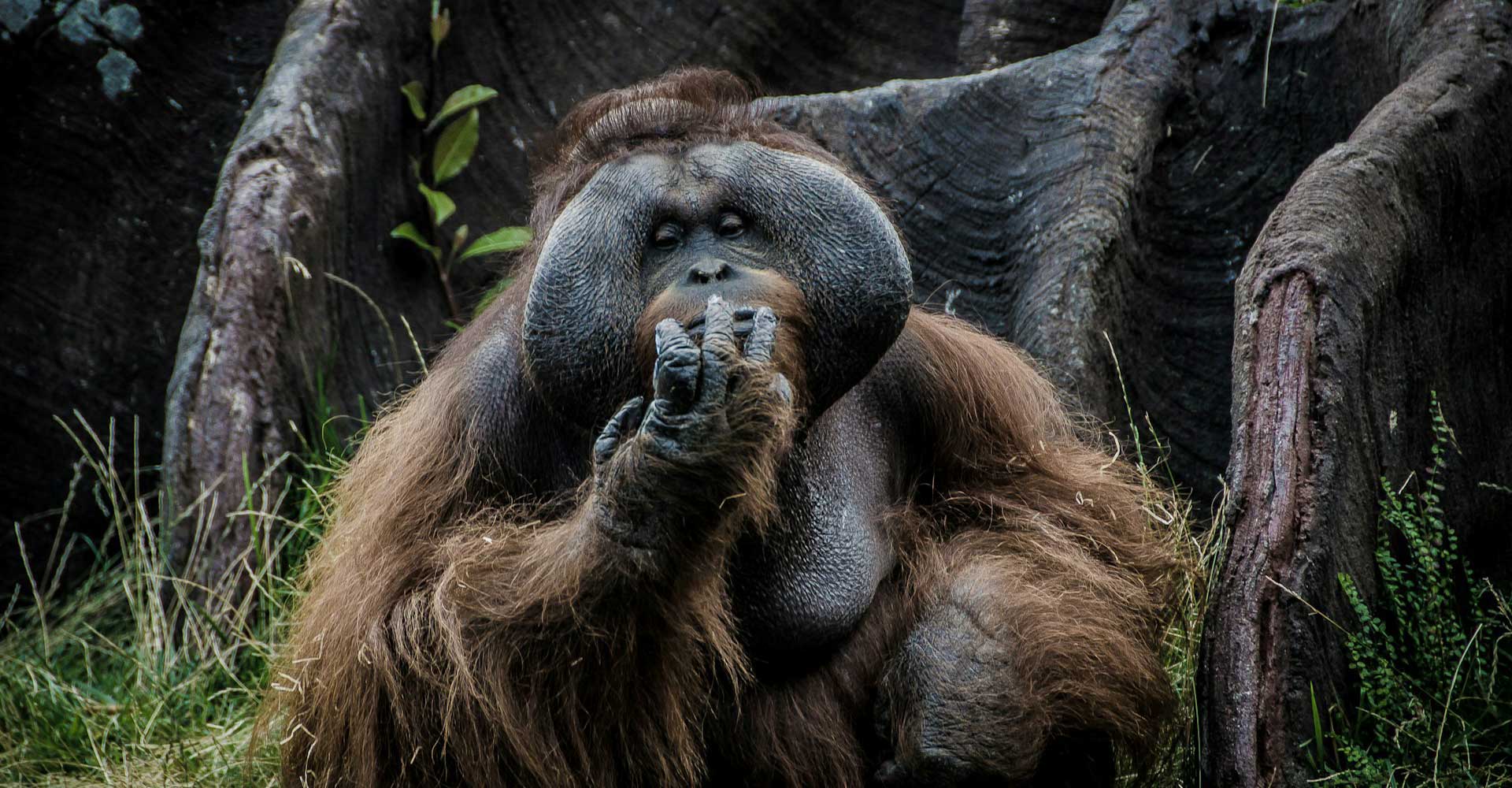 sumatra