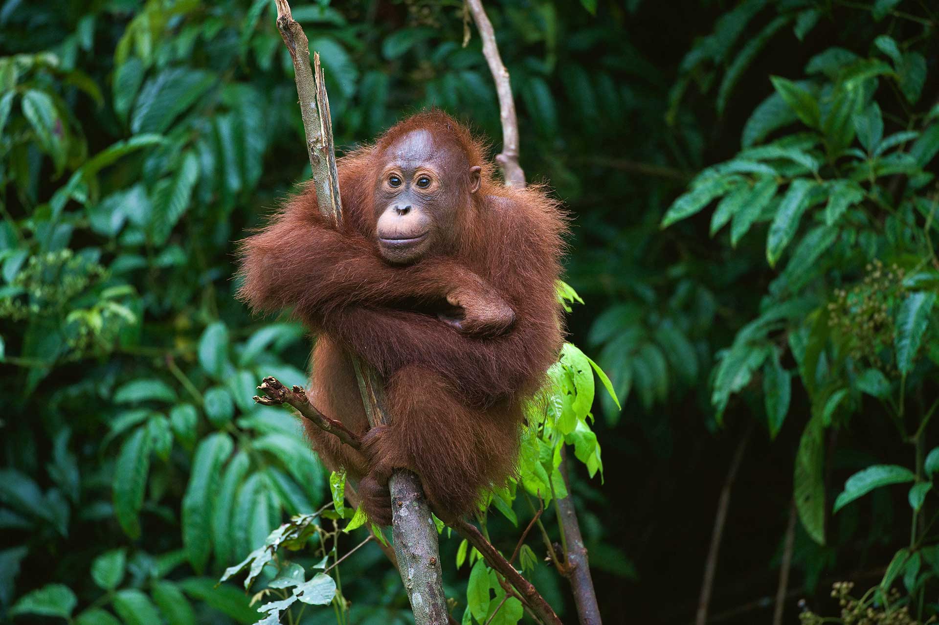 SUMATRA