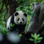 Cina tra panda e montagne
