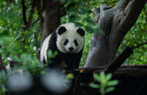 Cina tra panda e montagne