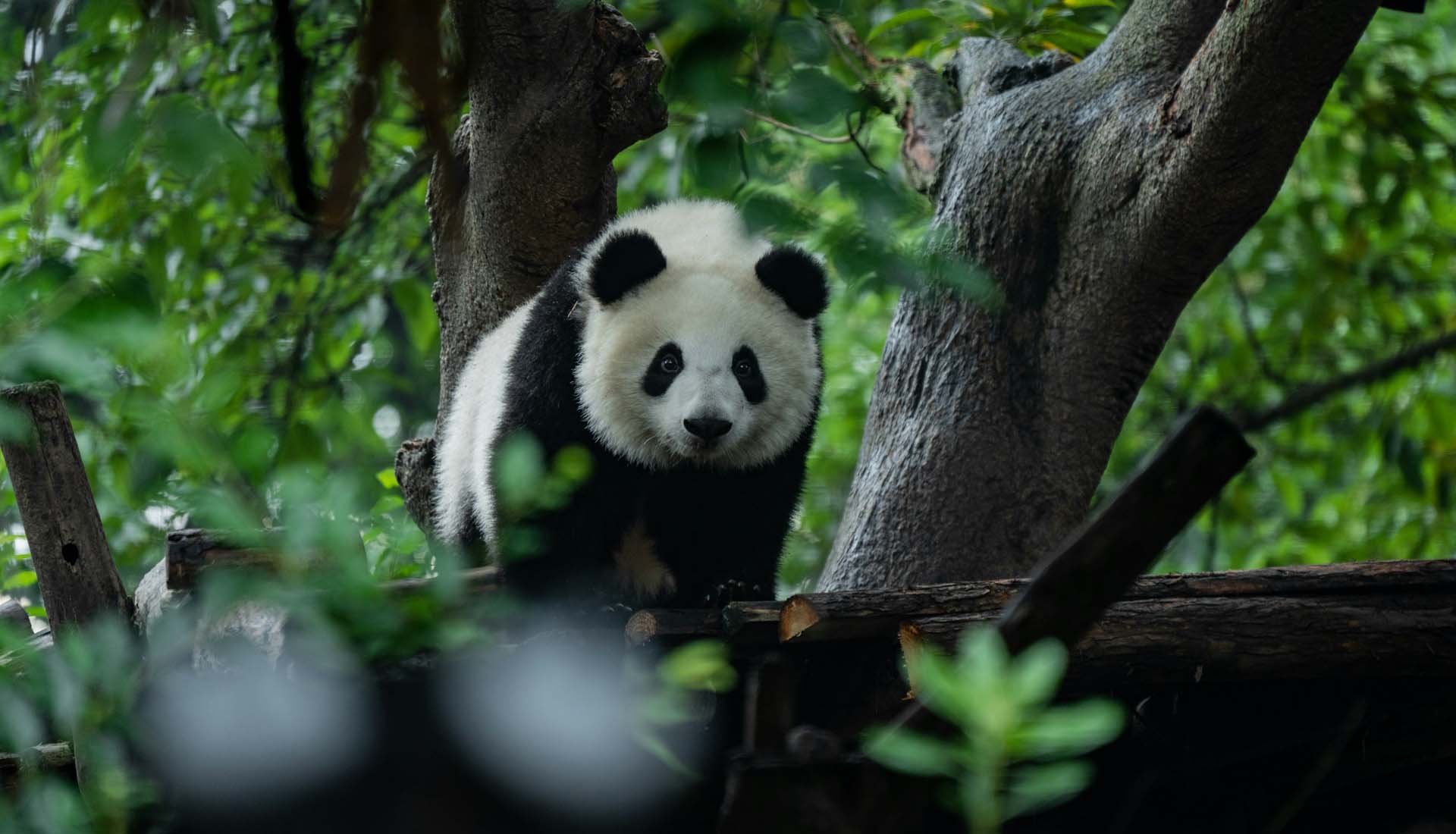 Cina tra panda e montagne