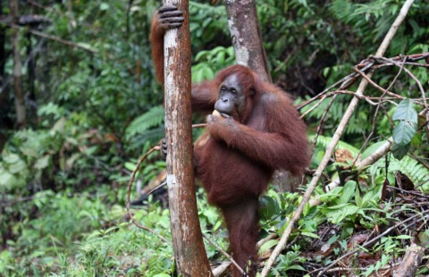 Sarawak