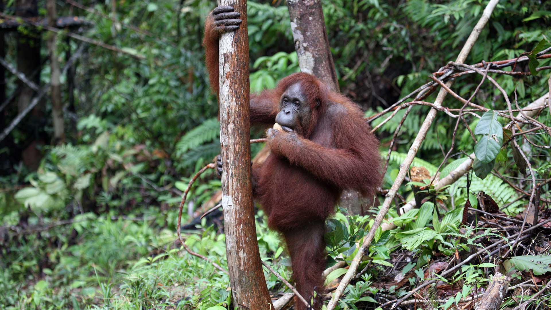 Sarawak