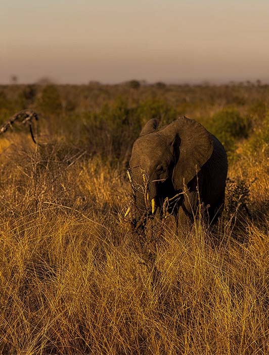 africa11