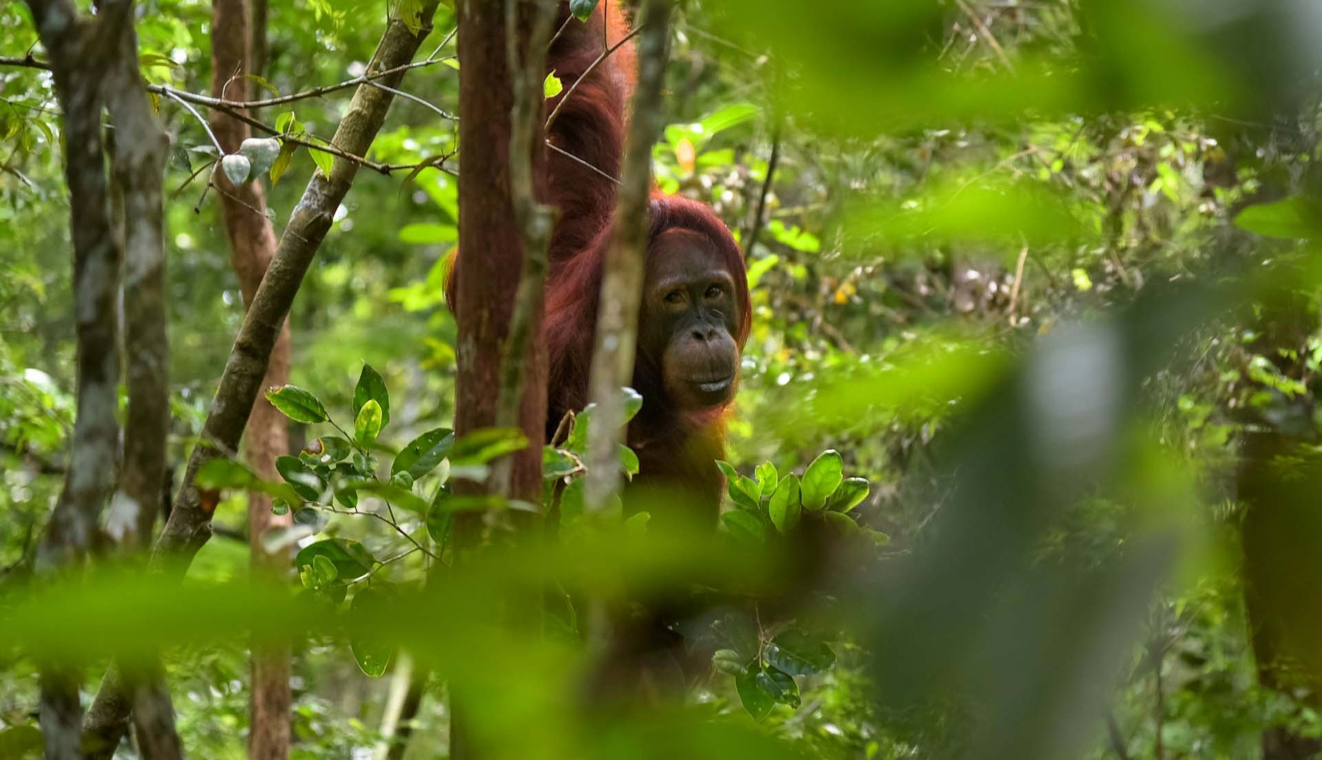 Meraviglie del borneo