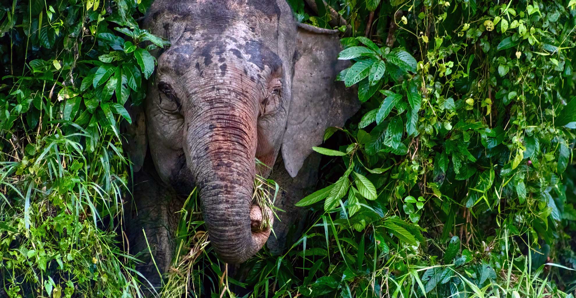 Meraviglie del Borneo