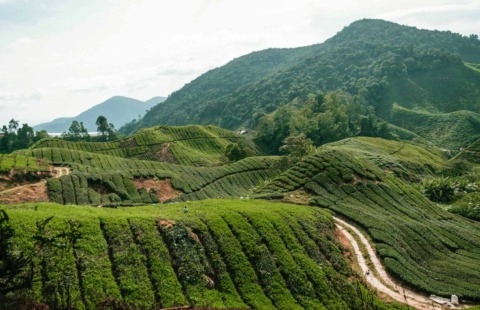 malesia classica