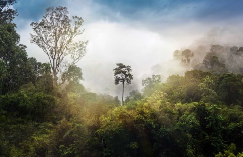 taman negara