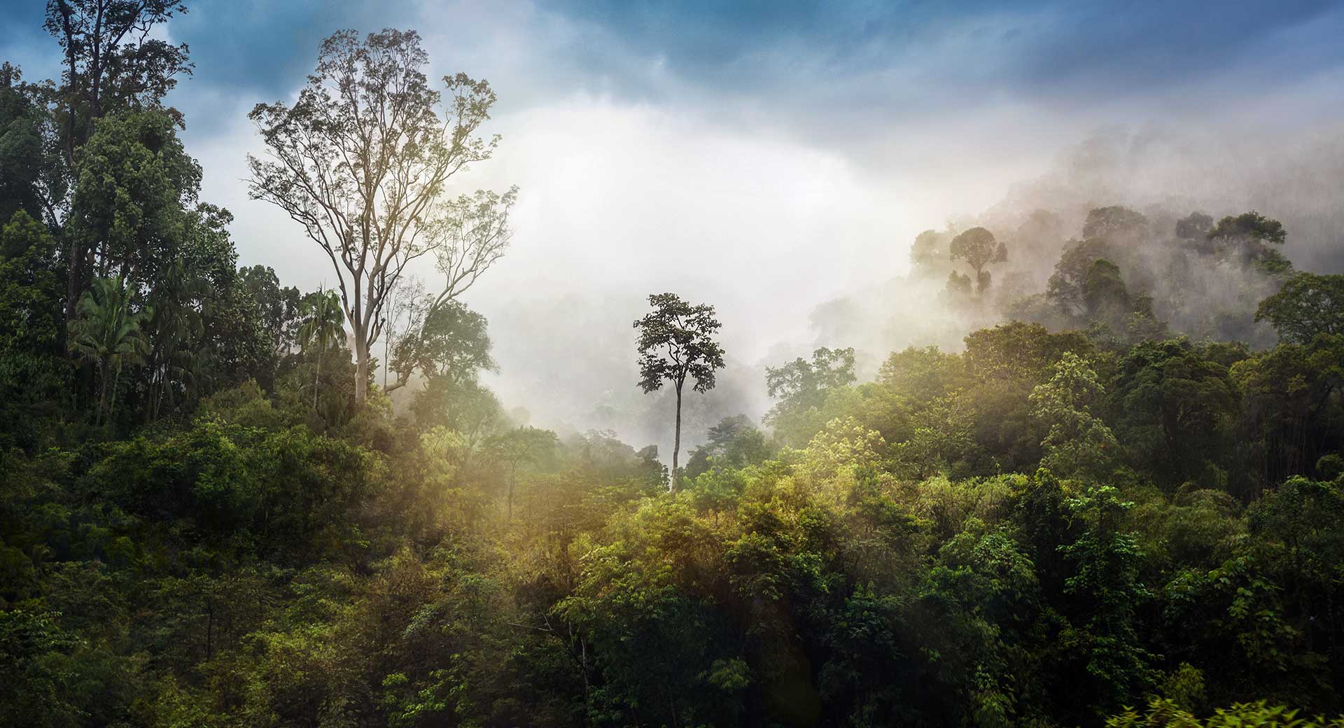 taman negara