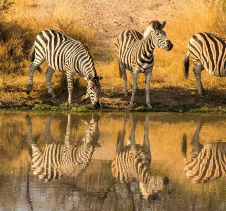 Sudafrica Autentico