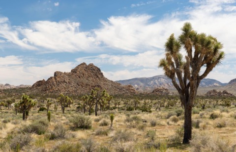 Joshua Tree – alberi e rocce del deserto Joshua Tree – alberi e rocce del deserto
