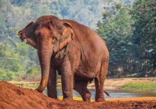 thailandia classica thailandia classica