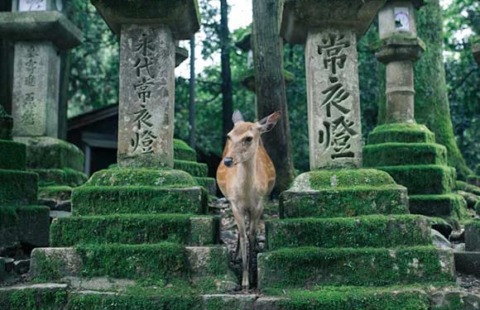 Parco dei cervi a nara Parco dei cervi a nara