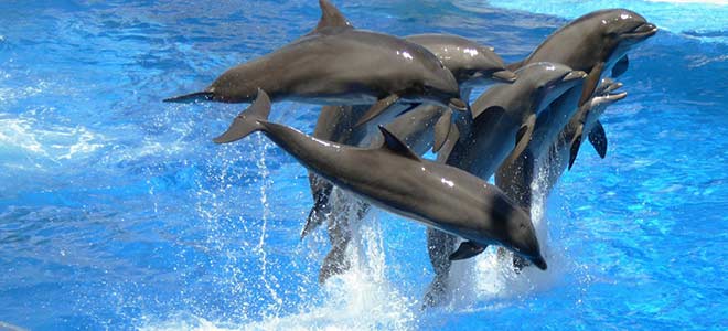 seaworld