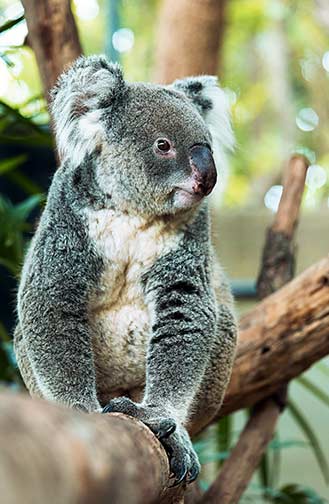 Lone Pine Koala Sanctuary, South Queensland