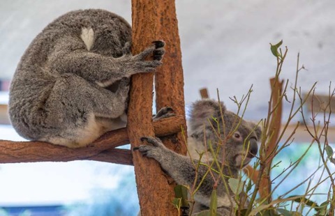 Lone Pine koala sanctuary Lone Pine koala sanctuary