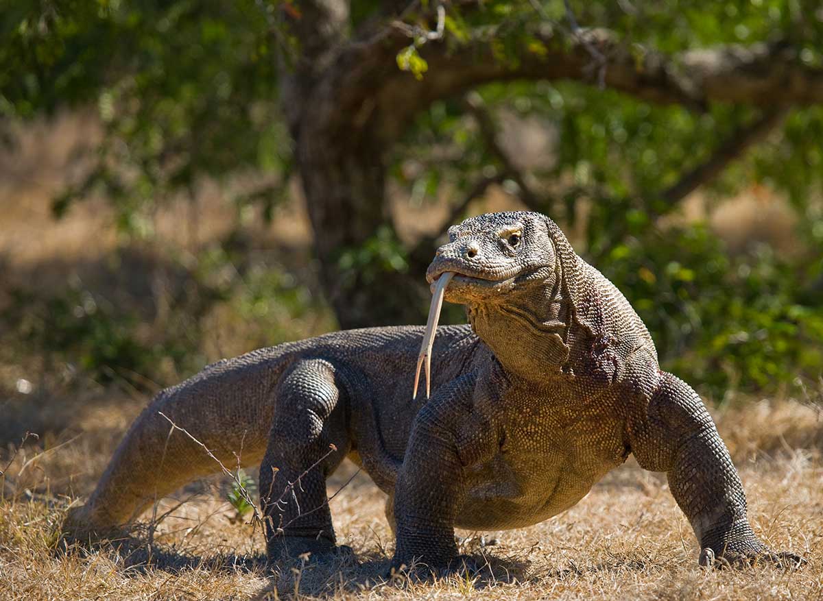 Komodo Indonesia