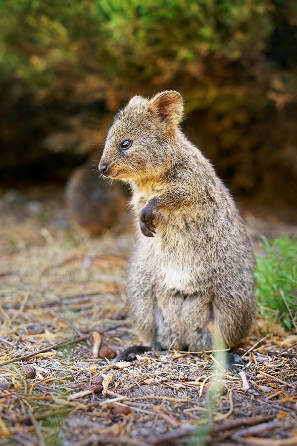 Un qokka, il piccolo marsupiale sull'isola di Rottnest Un qokka, il piccolo marsupiale sull'isola di Rottnest