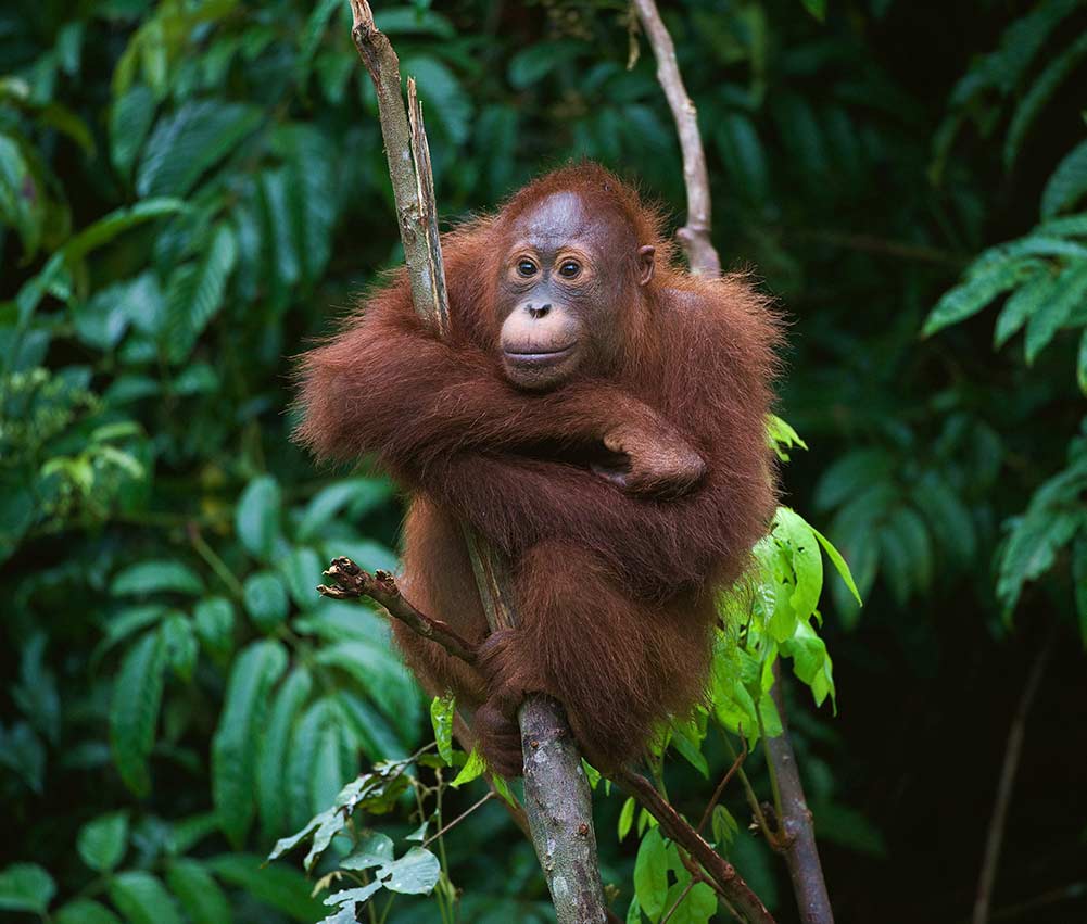 Sumatra Indonesia