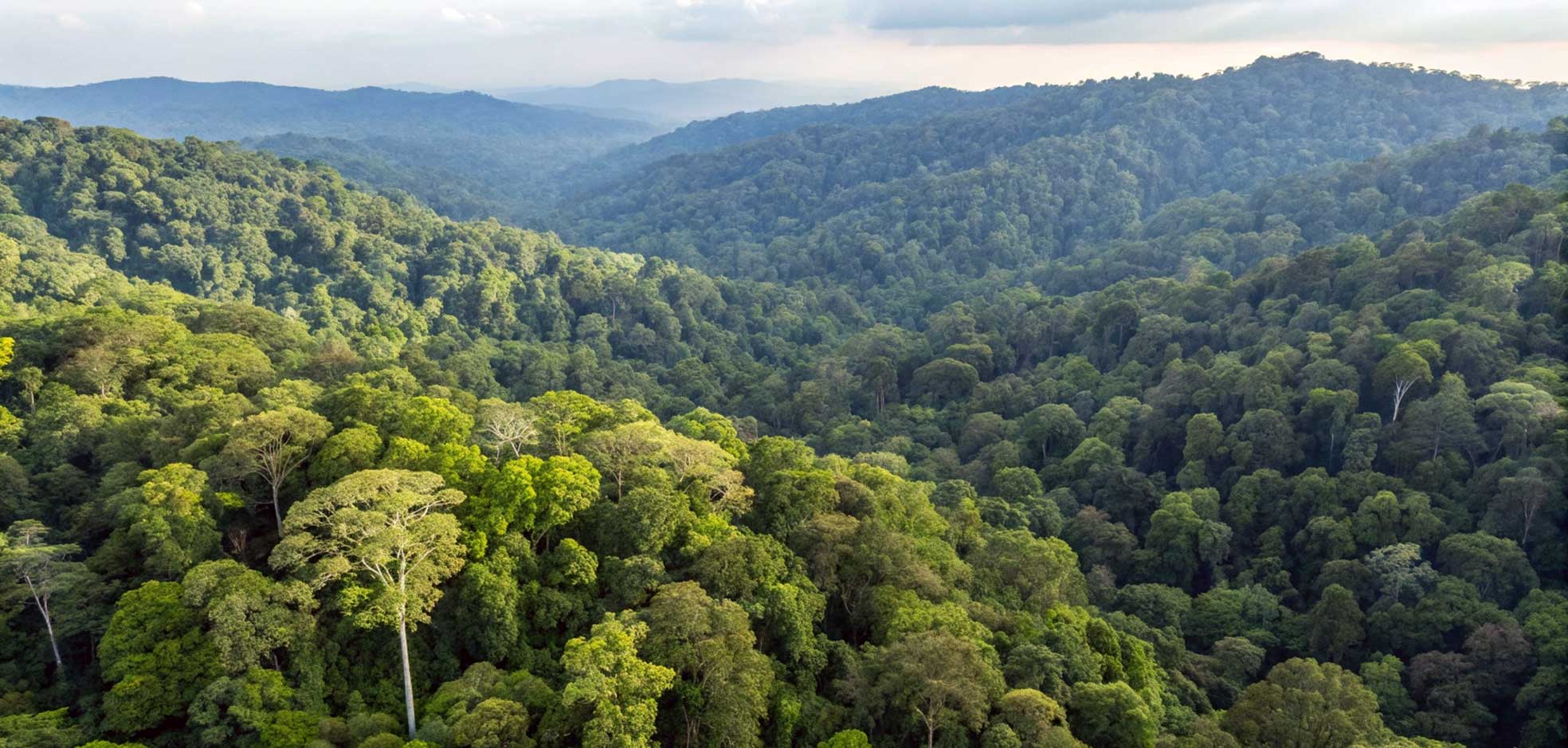 La foresta pluviale di Belum, in Malesia