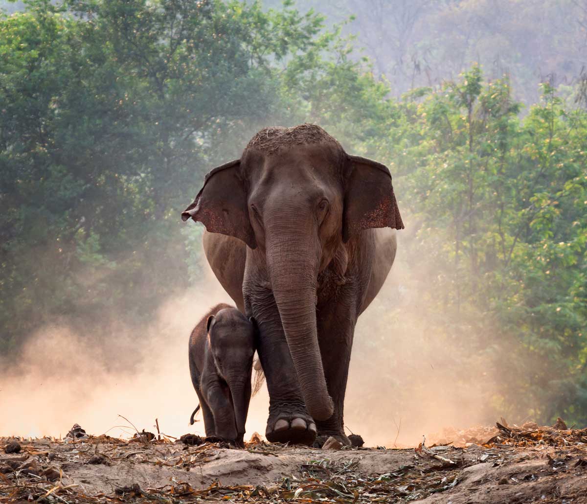 Elefante con il suo cucciolo, liberi nella foresta del nord della Thailandia